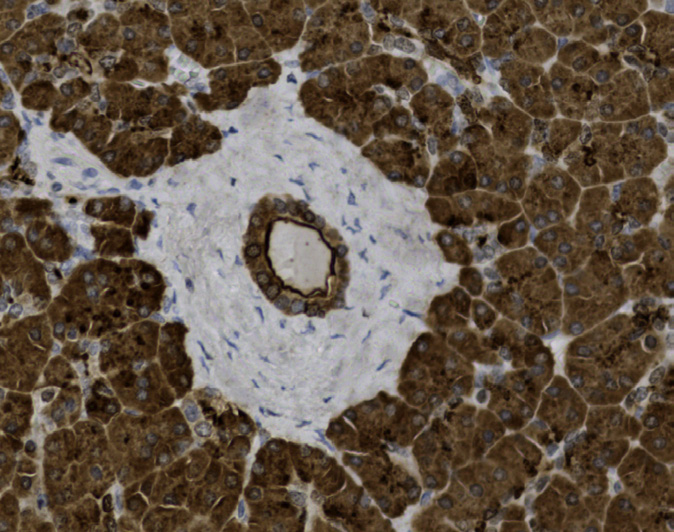 Tissue-Tek Genie<sup>®</sup><br /> anti-MUC1 Tissue-Tek Genie<sup>®</sup><br /> anti-MUC1