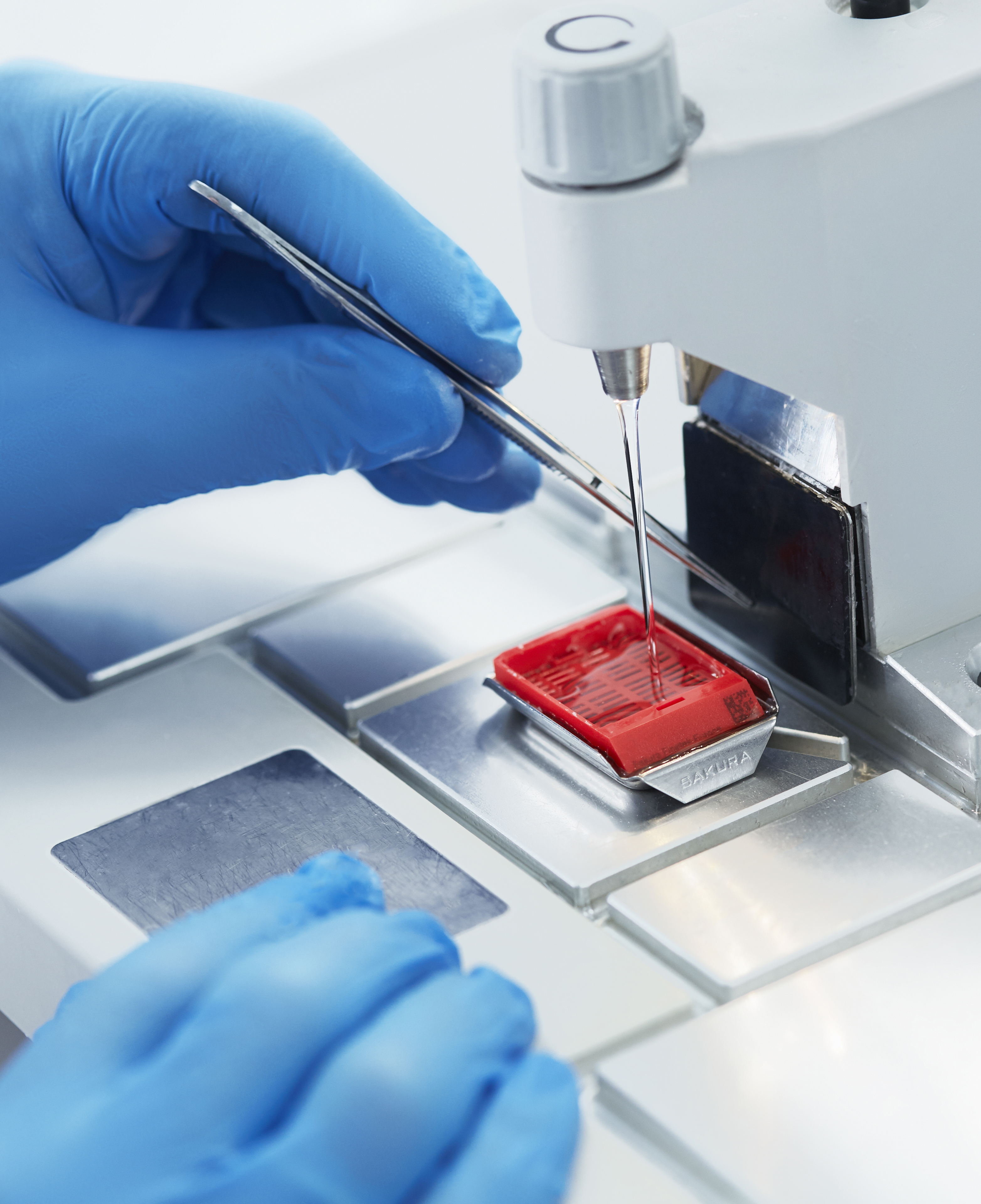 A person wearing blue gloves uses tweezers and a microtome to prepare a red sample for microscopic examination in a laboratory setting.