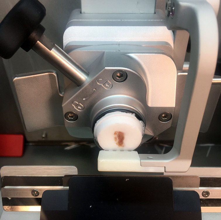 A microtome with a specimen embedded in a white block is secured in place, ready for slicing thin sections for microscopic analysis.