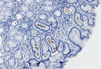 A blue and white cell.