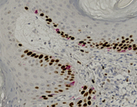A close-up of a microscope.