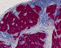 A close-up of a cell.