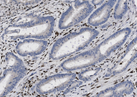 A close-up of a cell.