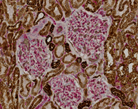 A close-up of a cell.
