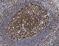 A close-up of a cell.