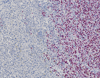 A close-up of a white and purple speckled surface.