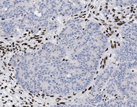 A close-up of a cell.