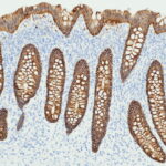 Tissue-Tek Genie<sup>&reg;</sup> anti-Cadherin 17