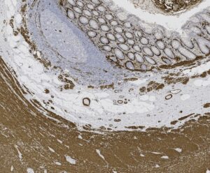 Tissue-Tek Genie<sup>&reg;</sup> anti-Actin, Smooth Muscle