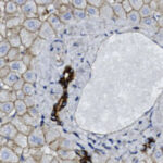 Microscopic image showing hexagonal cells with visible nuclei stained blue and a central light area, likely depicting tissue section with cell boundaries and a duct or vessel.