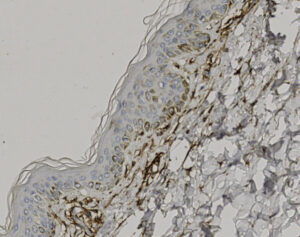 Tissue-Tek Genie<sup>&reg;</sup> anti-CD13
