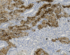 Tissue-Tek Genie<sup>&reg;</sup> anti-CD15
