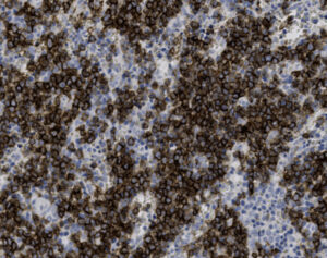 Tissue-Tek Genie<sup>&reg;</sup> anti-CD19