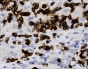 Tissue-Tek Genie<sup>&reg;</sup> anti-CD3