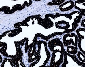 Tissue-Tek Genie<sup>&reg;</sup> anti-Cytokeratin Pan Antibody Cocktail [AE1/AE3/DC10]