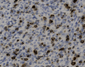 Tissue-Tek Genie<sup>&reg;</sup> anti-Granzyme B