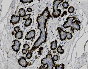 Tissue-Tek Genie<sup>&reg;</sup> anti-Myosin Smooth Muscle