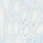 Tissue-Tek Genie<sup>&reg;</sup> anti-INSM1