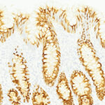 Tissue-Tek Genie<sup>&reg;</sup> anti-MUC2