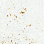 Tissue-Tek Genie<sup>&reg;</sup> anti-MUC2