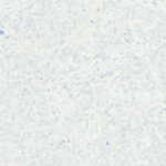 Tissue-Tek Genie<sup>&reg;</sup> anti-MUC2