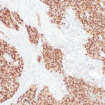Tissue-Tek Genie<sup>&reg;</sup> anti-OCT.3/4