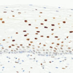 Tissue-Tek Genie<sup>&reg;</sup> anti-TRPS1