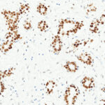 Tissue-Tek Genie<sup>&reg;</sup> anti-TRPS1