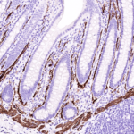 Tissue-Tek Genie® anti-Caldesmon - Additional Image 2