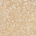 Tissue-Tek Genie® anti-CD3 [EP177] - Additional Image 2