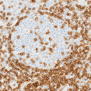 Tissue-Tek Genie&reg; anti-CD3 [ZM45]