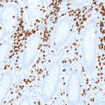 Tissue-Tek Genie® anti-CD3 [ZM45] - Additional Image 1