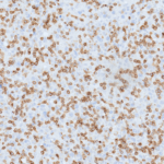 Tissue-Tek Genie® anti-CD3 [ZM45] - Additional Image 2