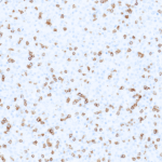 Tissue-Tek Genie® anti-CD3 [ZM45] - Additional Image 3