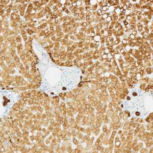 Tissue-Tek Genie&reg; anti-Cytokeratin 18