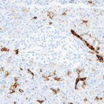 Tissue-Tek Genie® anti-Cytokeratin 7 - Additional Image 1