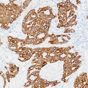 Tissue-Tek Genie&reg; anti-Cytokeratin 7