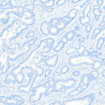 Tissue-Tek Genie® anti-Cytokeratin 7 - Additional Image 3