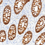 Tissue-Tek Genie® anti-E-Cadherin - Additional Image 1