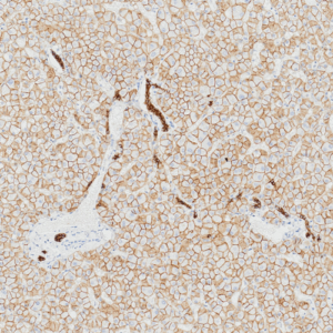 Tissue-Tek Genie&reg; anti-E-Cadherin
