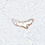 Tissue-Tek Genie® anti-E-Cadherin - Additional Image 2