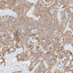 Tissue-Tek Genie® anti-E-Cadherin - Additional Image 3