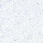 Tissue-Tek Genie® anti-Ki67 [GM027] - Additional Image 1