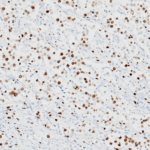 Tissue-Tek Genie® anti-Ki67 [GM027] - Additional Image 3