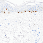 Tissue-Tek Genie® anti-Melan-A - Additional Image 1