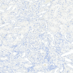 Tissue-Tek Genie® anti-Melan-A - Additional Image 2