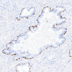 Tissue-Tek Genie® anti-p40 - Additional Image 1