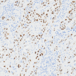 Tissue-Tek Genie® anti-p40 - Additional Image 2