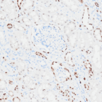 Tissue-Tek Genie® anti-PAX8 - Additional Image 1