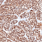 Tissue-Tek Genie® anti-PAX8 - Additional Image 2